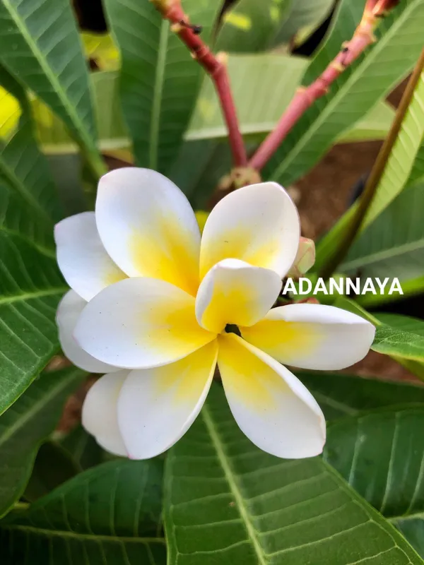 Plumeria_Plant_(Hybrid,_Pack_of_1)