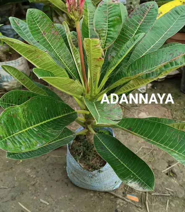 Plumeria_Plant_(Hybrid,_Pack_of_1)