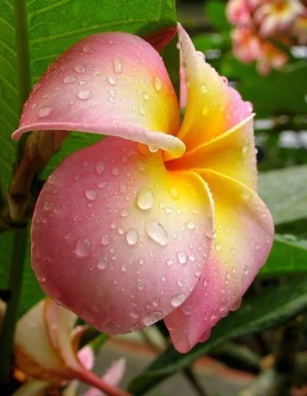 Plumeria_Plant_(Hybrid,_Pack_of_1)
