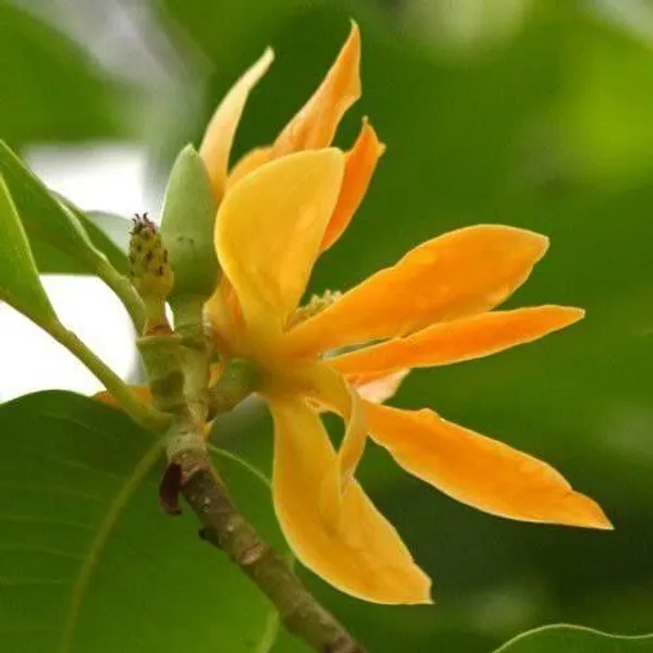 Plumeria_Plant_(Hybrid,_Pack_of_1)