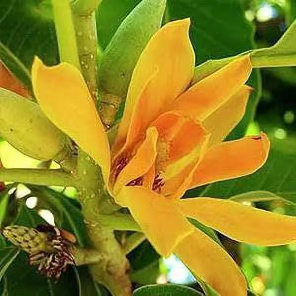 Plumeria_Plant_(Hybrid,_Pack_of_1)