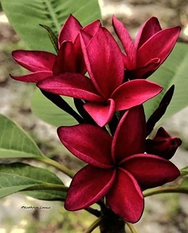 Curry_Leaf_Plant_(Hybrid,_Pack_of_1)