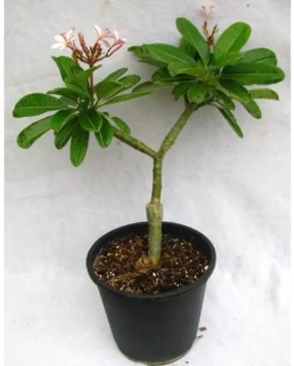 Jasmine_Plant_(Hybrid,_Pack_of_1)