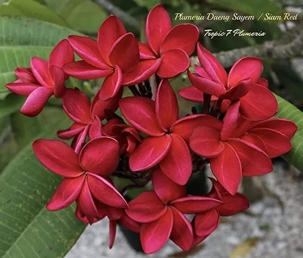 Plumeria_Plant_(Hybrid,_Pack_of_1)