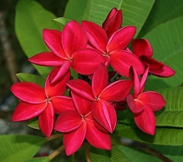 Plumeria_Plant_(Hybrid,_Pack_of_1)
