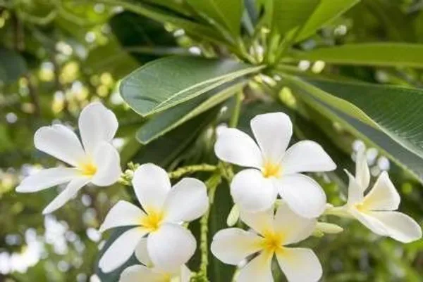 Plumeria_Plant_(Hybrid,_Pack_of_1)