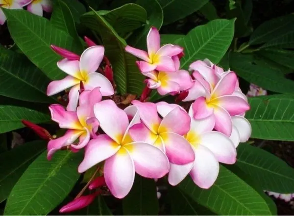 Plumeria_Plant_(Hybrid,_Pack_of_1)