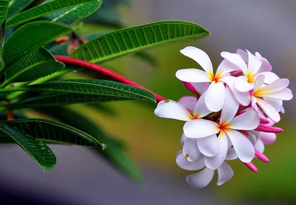 Plumeria_Plant_(Hybrid,_Pack_of_1)