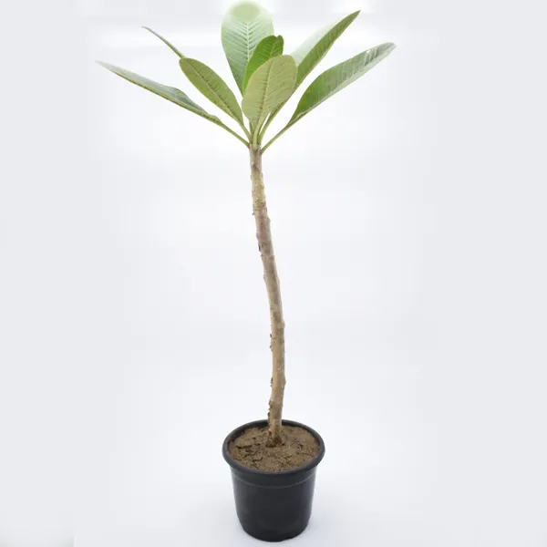Plumeria_Plant_(Hybrid,_Pack_of_1)