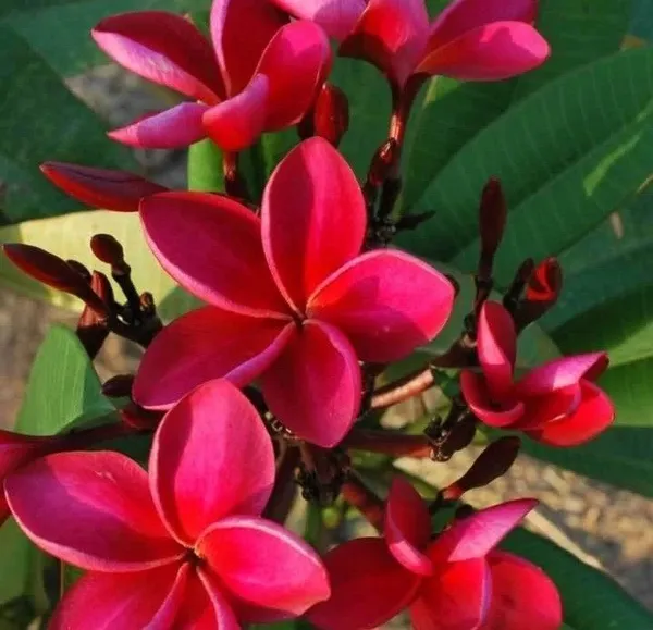 Plumeria_Plant_(Hybrid,_Pack_of_1)