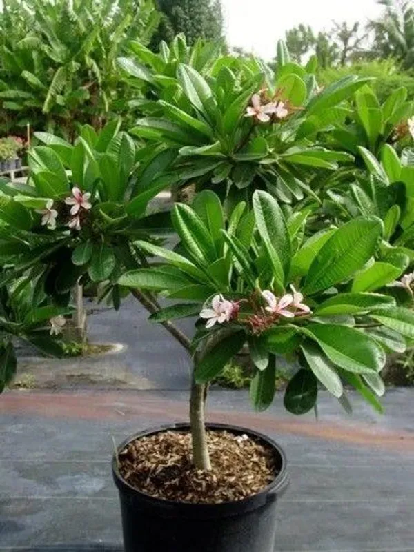Plumeria_Plant_(Hybrid,_Pack_of_1)