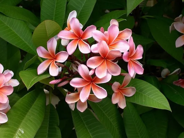 Plumeria_Plant_(Hybrid,_Pack_of_1)