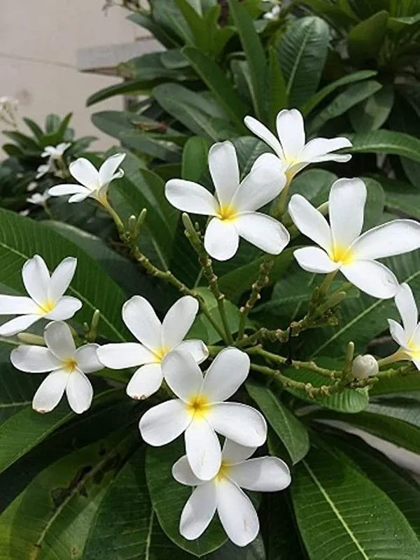 Plumeria_Plant_(Hybrid,_Pack_of_1)