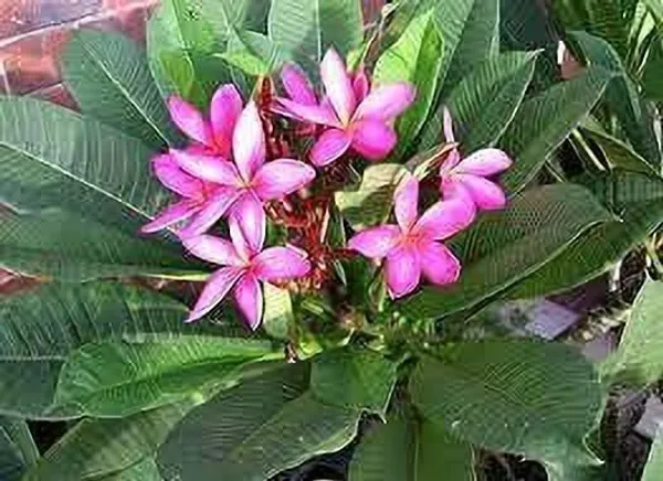 Plumeria_Plant_(Hybrid,_Pack_of_1)