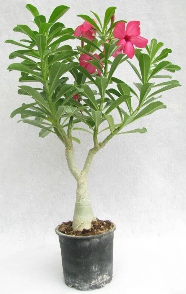 Adenium_Plant_(Hybrid,_Pack_of_1)