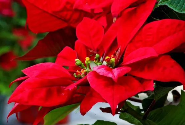 Poinsettia_Plant_(Hybrid,_Pack_of_1)