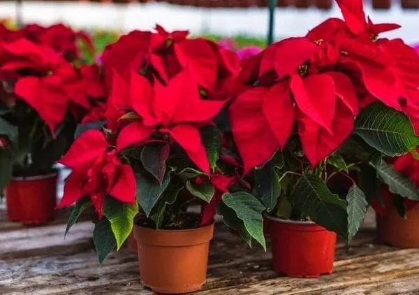 Poinsettia_Plant_(Hybrid,_Pack_of_1)