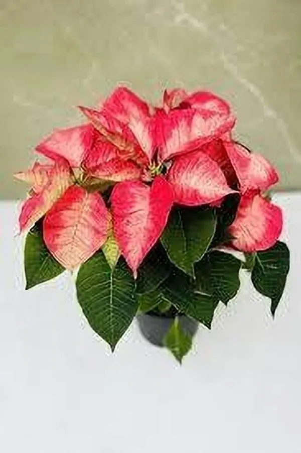 Poinsettia_Plant_(Hybrid,_Pack_of_1)