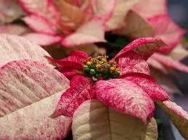 Poinsettia_Plant_(Hybrid,_Pack_of_1)