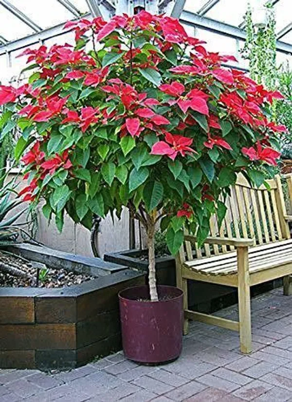 Poinsettia_Plant_(Hybrid,_Pack_of_1)