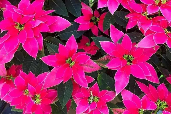 Poinsettia_Plant_(Hybrid,_Pack_of_1)