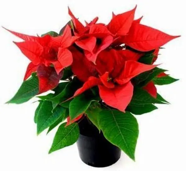 Poinsettia_Plant_(Hybrid,_Pack_of_1)