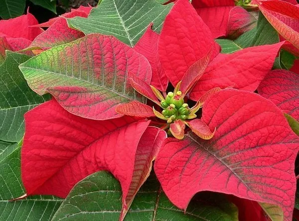 Poinsettia_Plant_(Hybrid,_Pack_of_1)