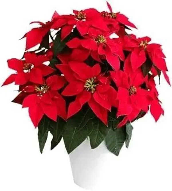 Poinsettia_Plant_(Hybrid,_Pack_of_1)