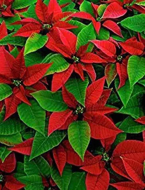 Poinsettia_Plant_(Hybrid,_Pack_of_1)