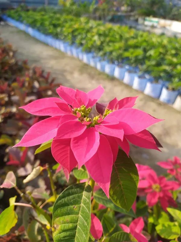 Poinsettia_Plant_(Hybrid,_Pack_of_1)