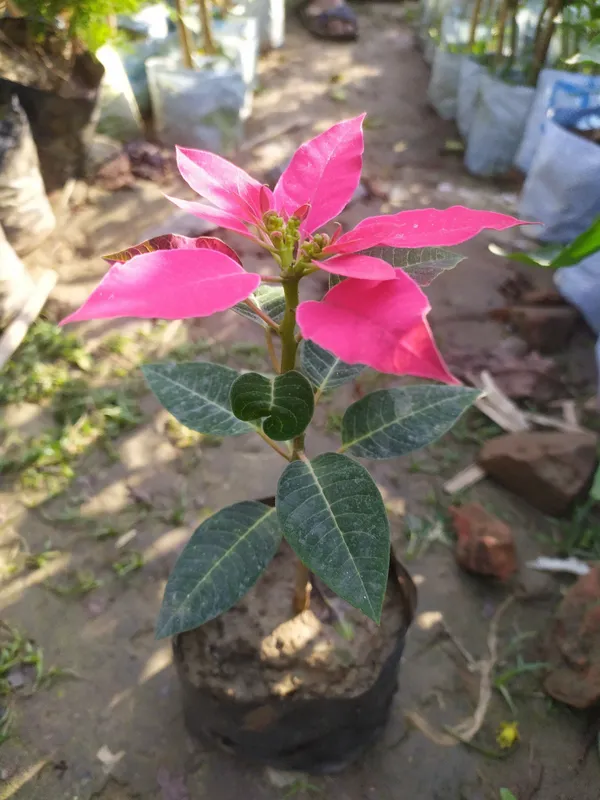 Poinsettia_Plant_(Hybrid,_Pack_of_1)