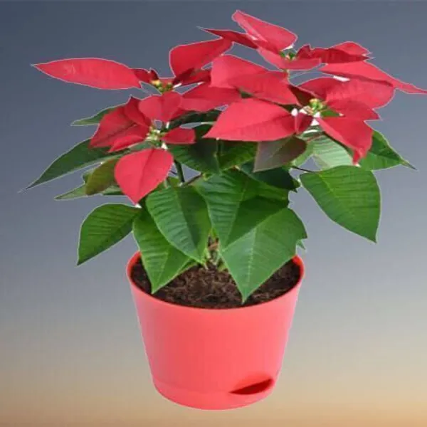 Poinsettia_Plant_(Hybrid,_Pack_of_1)