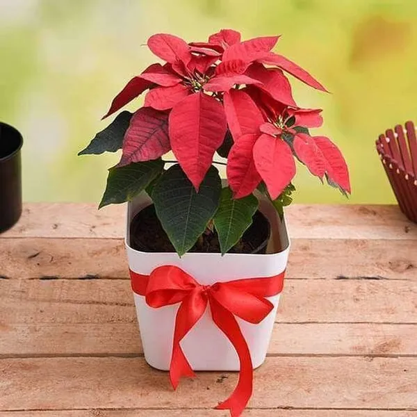 Poinsettia_Plant_(Hybrid,_Pack_of_1)
