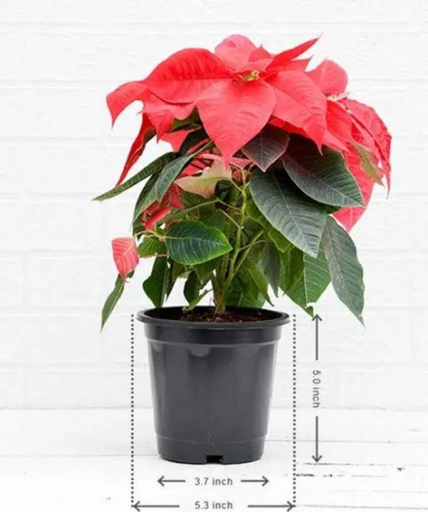 Poinsettia_Plant_(Hybrid,_Pack_of_1)