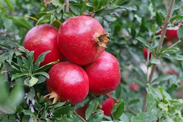 Pomegranate_Plant_(Hybrid,_Pack_of_1)