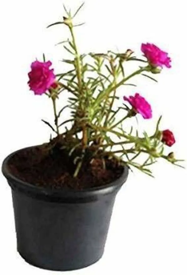 Fern_Plant_(Hybrid,_Pack_of_1)
