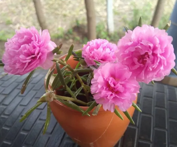 Portulaca_Plant_(Hybrid,_Pack_of_1)