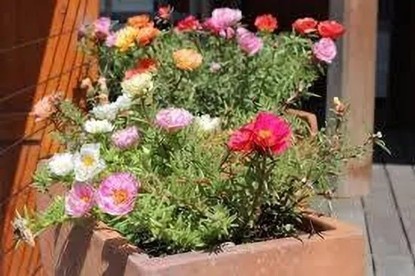 Portulaca_Plant_(Hybrid,_Pack_of_1)