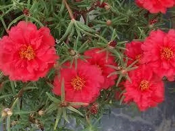 Portulaca_Plant_(Hybrid,_Pack_of_1)