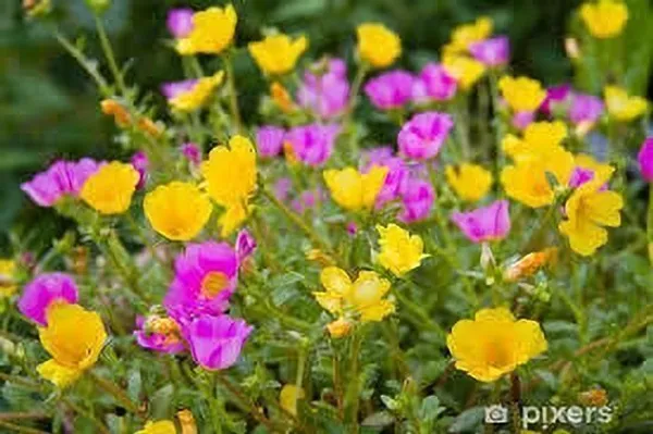 Portulaca_Plant_(Hybrid,_Pack_of_1)