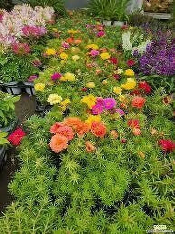 Portulaca_Plant_(Hybrid,_Pack_of_1)