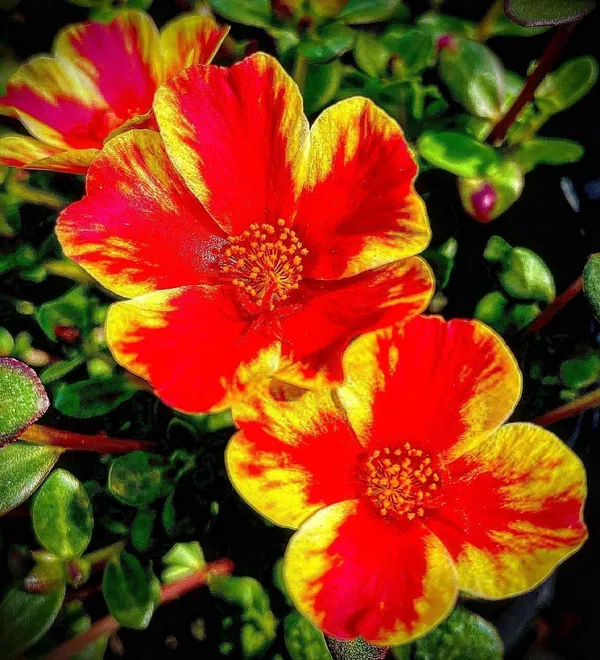 Portulaca_Plant_(Hybrid,_Pack_of_1)