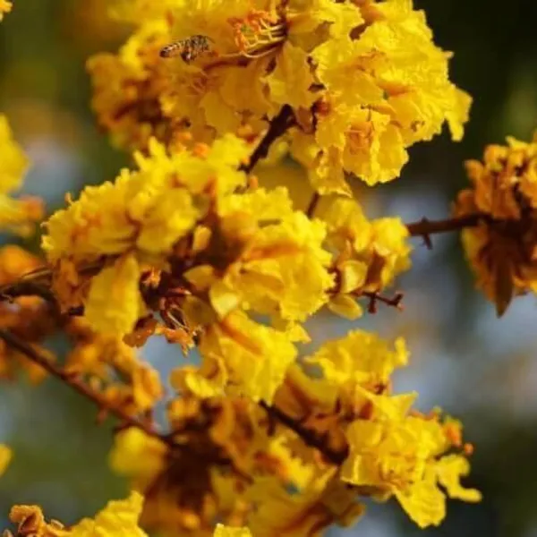 Jasmine_Plant_(Hybrid,_Pack_of_1)