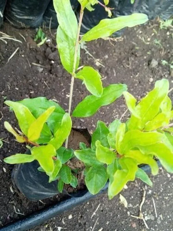 Pomegranate_Plant_(Hybrid,_Pack_of_1)