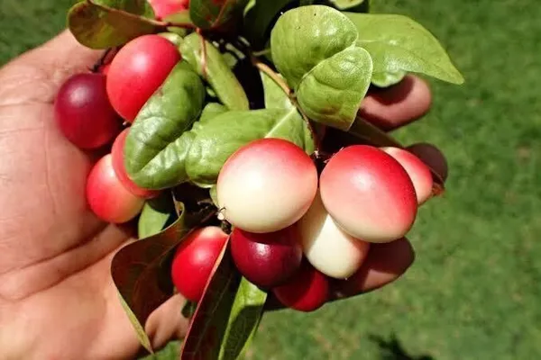 Cherry_Fruit_Plant_(Hybrid,_Pack_of_1)