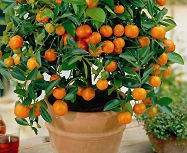 Orange_Plant_(Hybrid,_Pack_of_1)