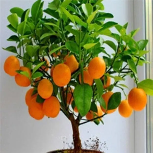 Orange_Plant_(Hybrid,_Pack_of_1)