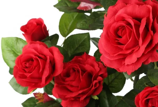 Rose_Plant_(Hybrid,_Pack_of_1)