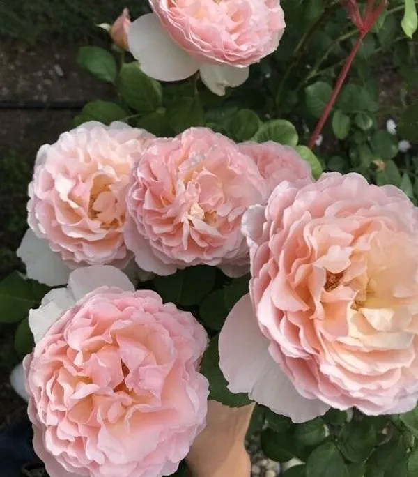 Rose_Plant_(Hybrid,_Pack_of_1)