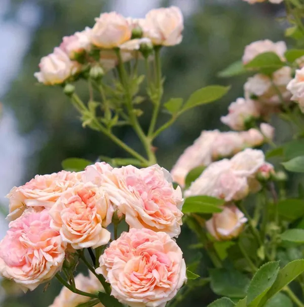 Rose_Plant_(Hybrid,_Pack_of_1)